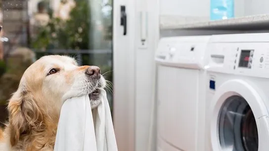 5 Best Ways to Get Pet Hair Out of Laundry