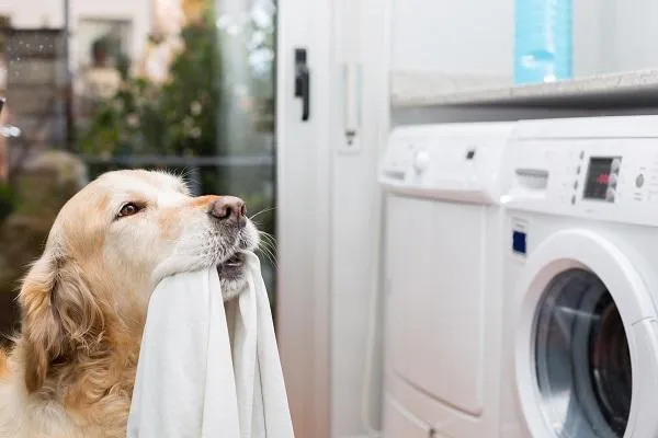 5 Best Ways to Get Pet Hair Out of Laundry